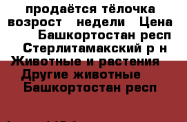 продаётся тёлочка возрост 3 недели › Цена ­ 0 - Башкортостан респ., Стерлитамакский р-н Животные и растения » Другие животные   . Башкортостан респ.